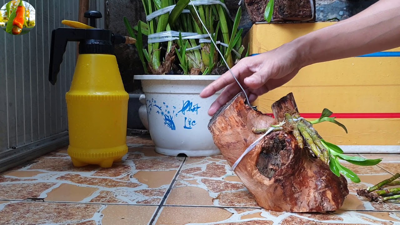 How to make an Orchid arrangement on wood - Orchid Cultivation