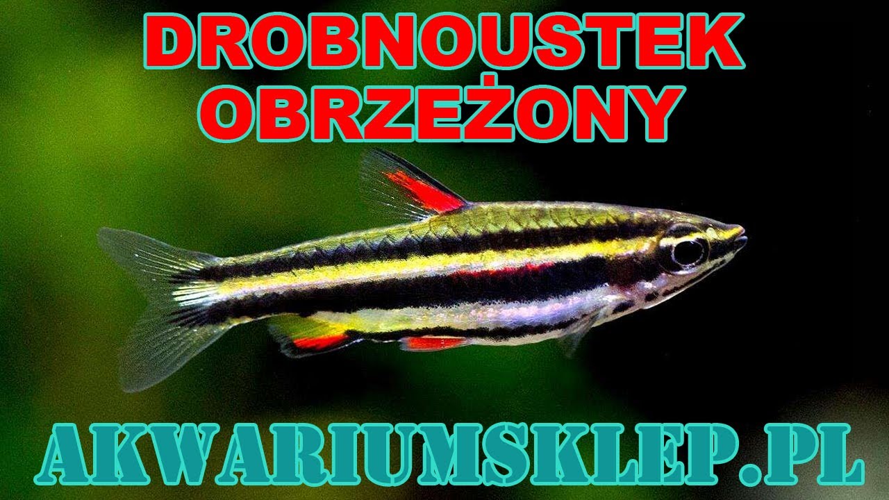 Drobnoustek obrzeżony Nannostomus marginatus Przegląd gatunku