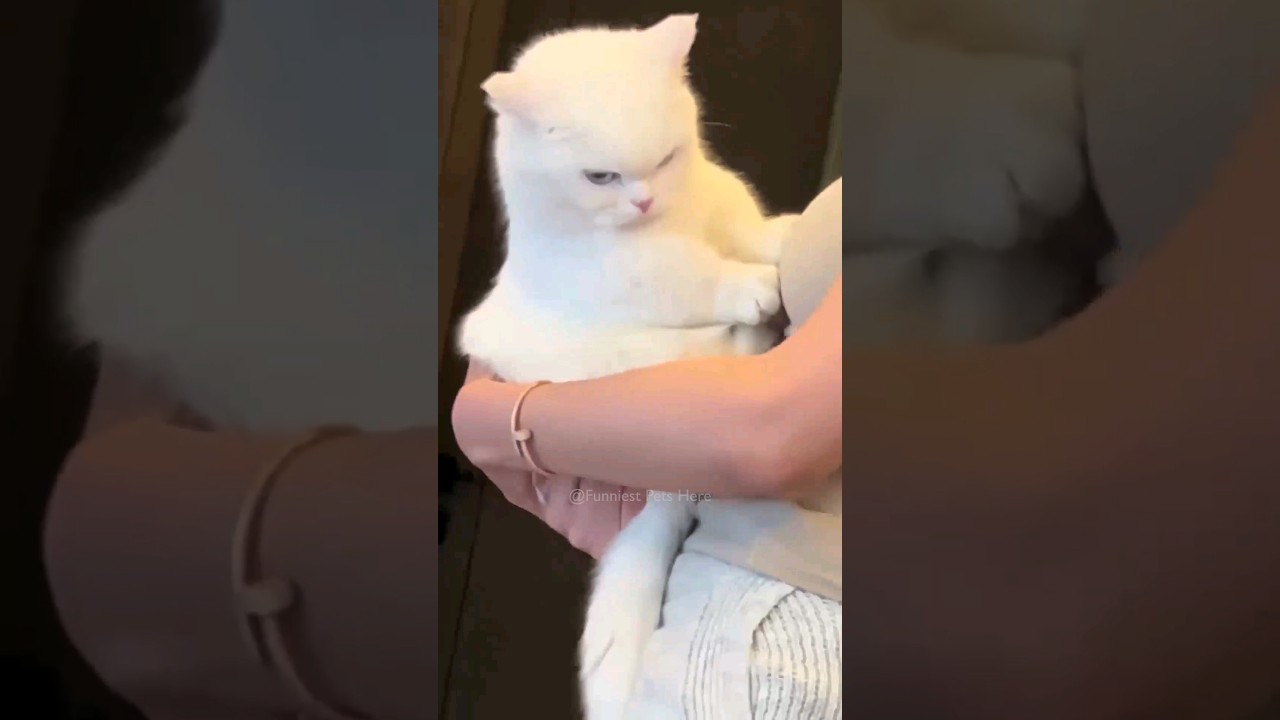 #78 Funniest Cats And Dogs videos 😂🤣🤣 #movie #laughing #silly #cute