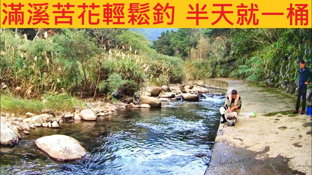 滿溪苦花輕鬆釣 半天就一桶 @說不定過沒多久又封溪 #溪釣 #苦花