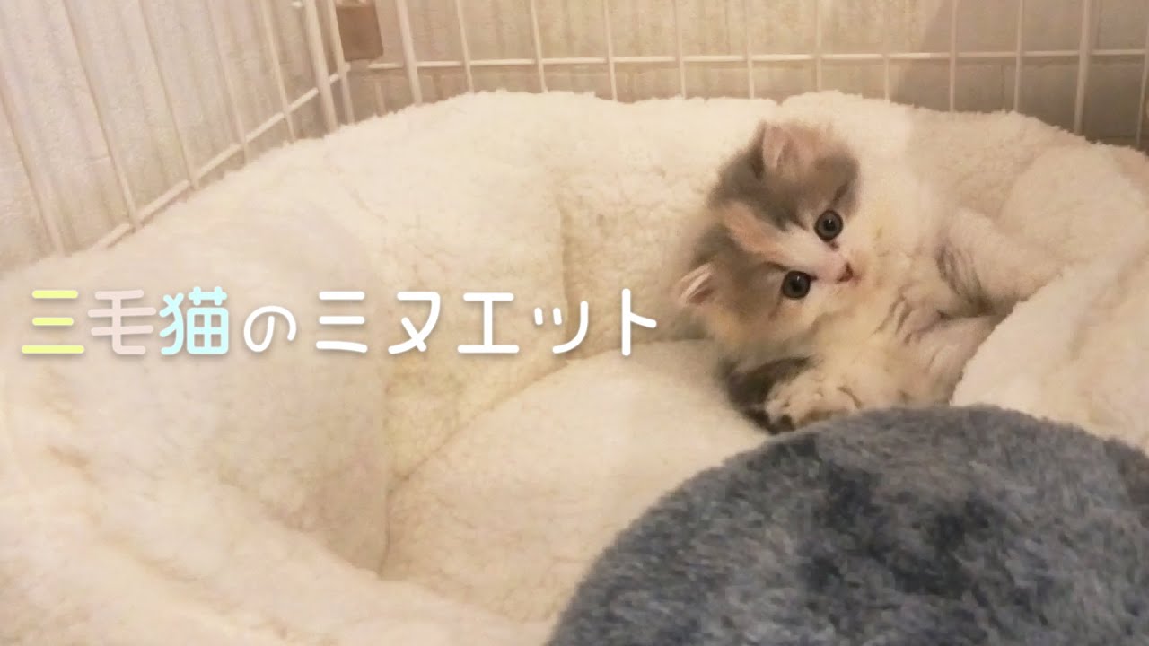 お迎え２日目の子猫も可愛すぎた｜#ミヌエット #猫 #三毛猫 #cat #kitten