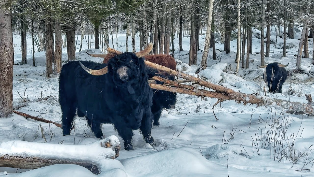 Itchy Highland Cattle Bulls Scratch With Fallen Trees