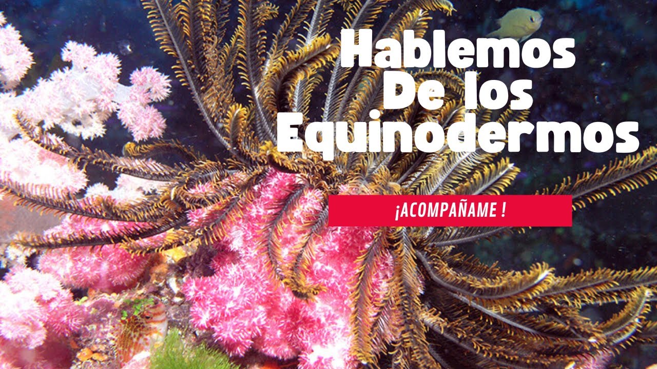 Conozcamos los equinodermos