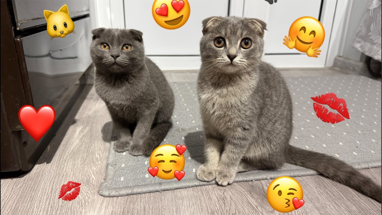 Two Adorable Kittens Playing Live — Relaxing Cat Stream