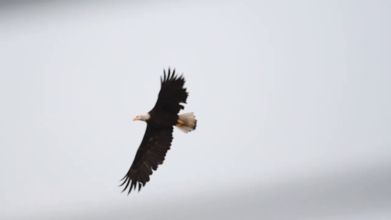 Bald Eagles of Lake Casitas 06JUN2020- Eaglet learning to fly