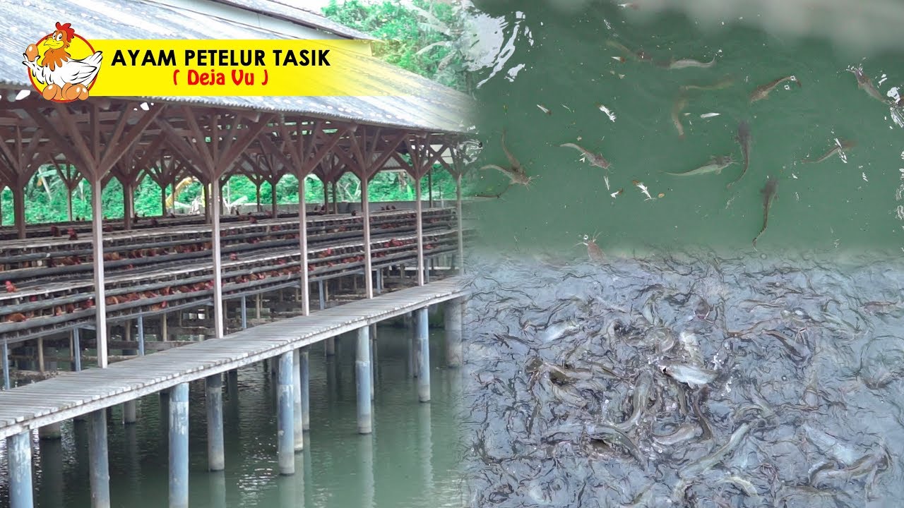 Bisnis Sampingan LONGYAM & Pembesaran Ikan Lele 2-3 Bulan Panen Rp.5jt