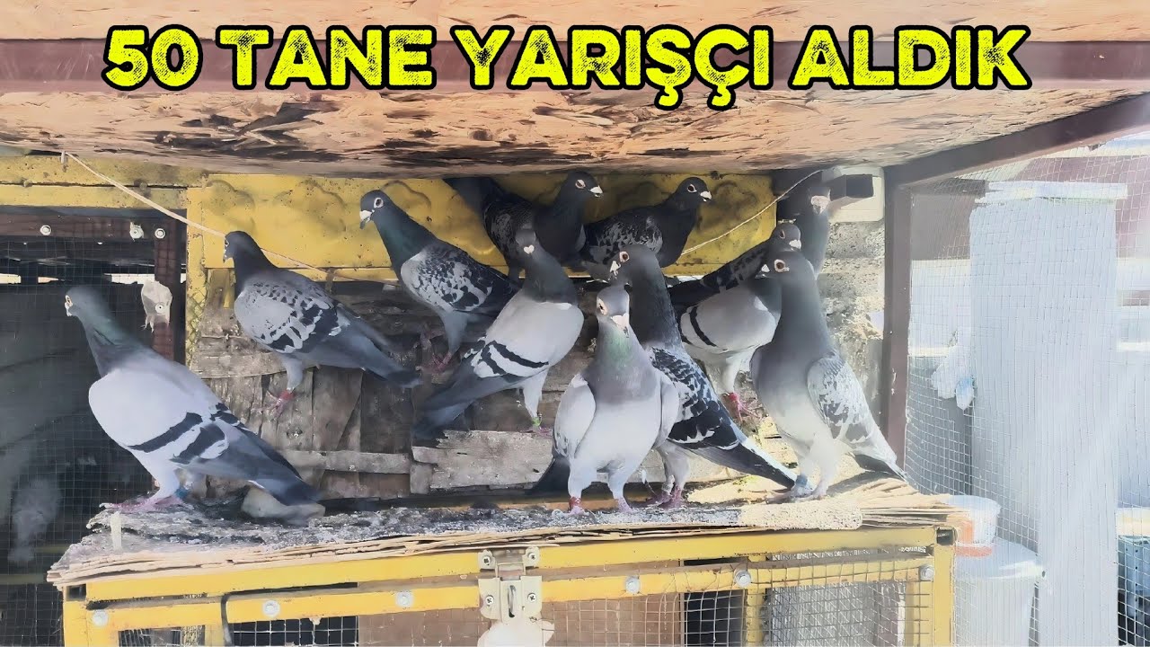 Bir Kümes Yarışçı Aldık ! ( 50 adet) #postagüvercini #pigeon 