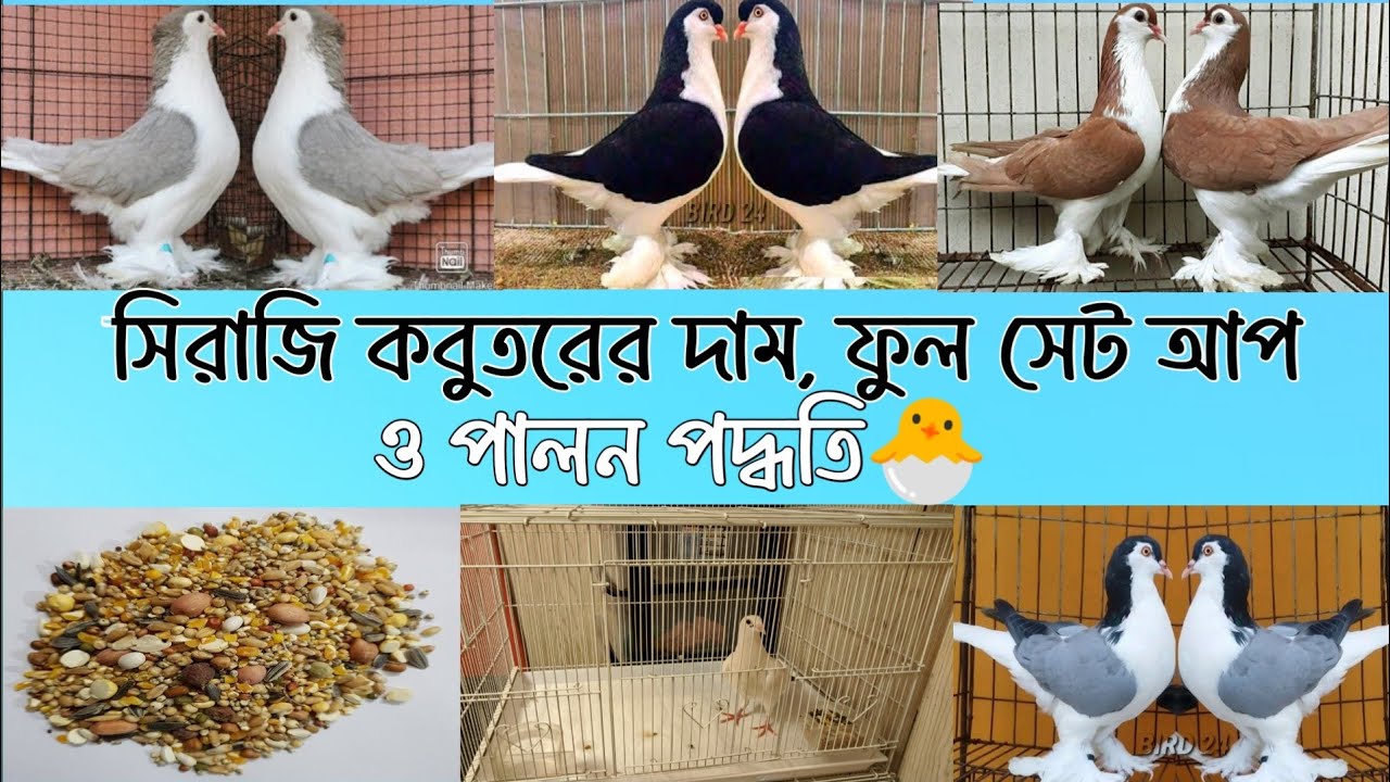 সিরাজি কবুতরের দাম, পালন পদ্ধতি এবং ফুল সেটআপ || Siraji pigeon price & Full set-up