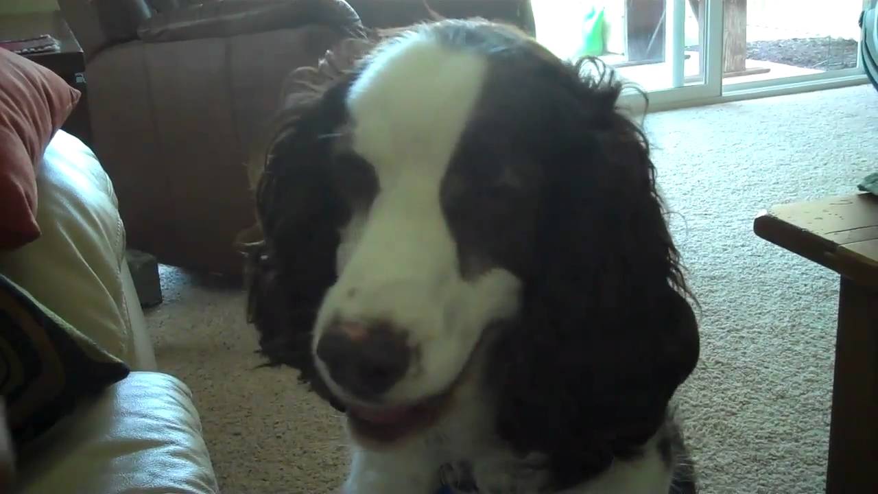Training Your Dog to Accept Ear Medication