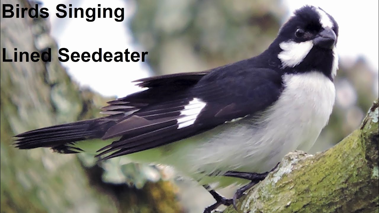 Birds Singing - Lined Seedeater - Sounds of Nature