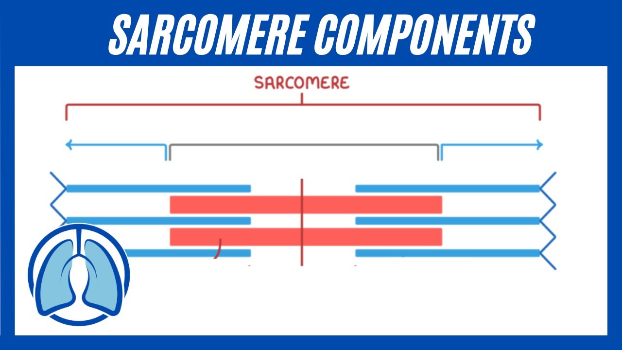 The Components of the Sarcomere