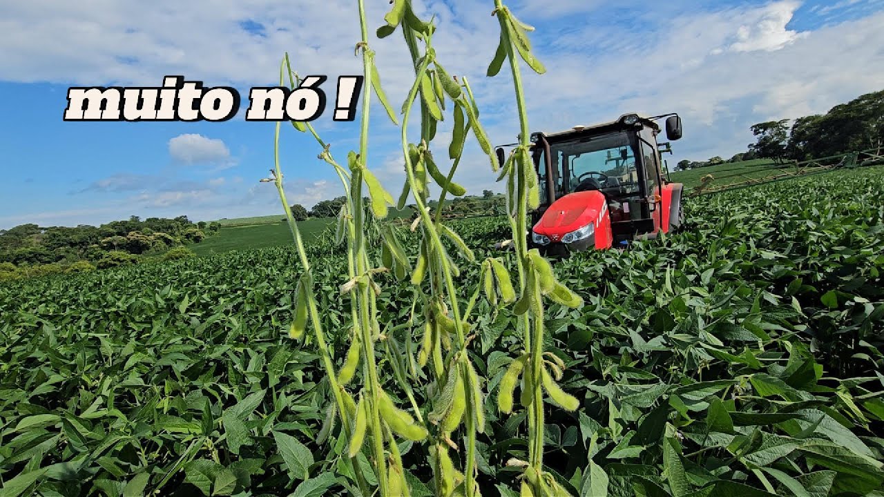 Essa Soja Está Absurda 🌾 Soytec 711 e Pulverização Explicada