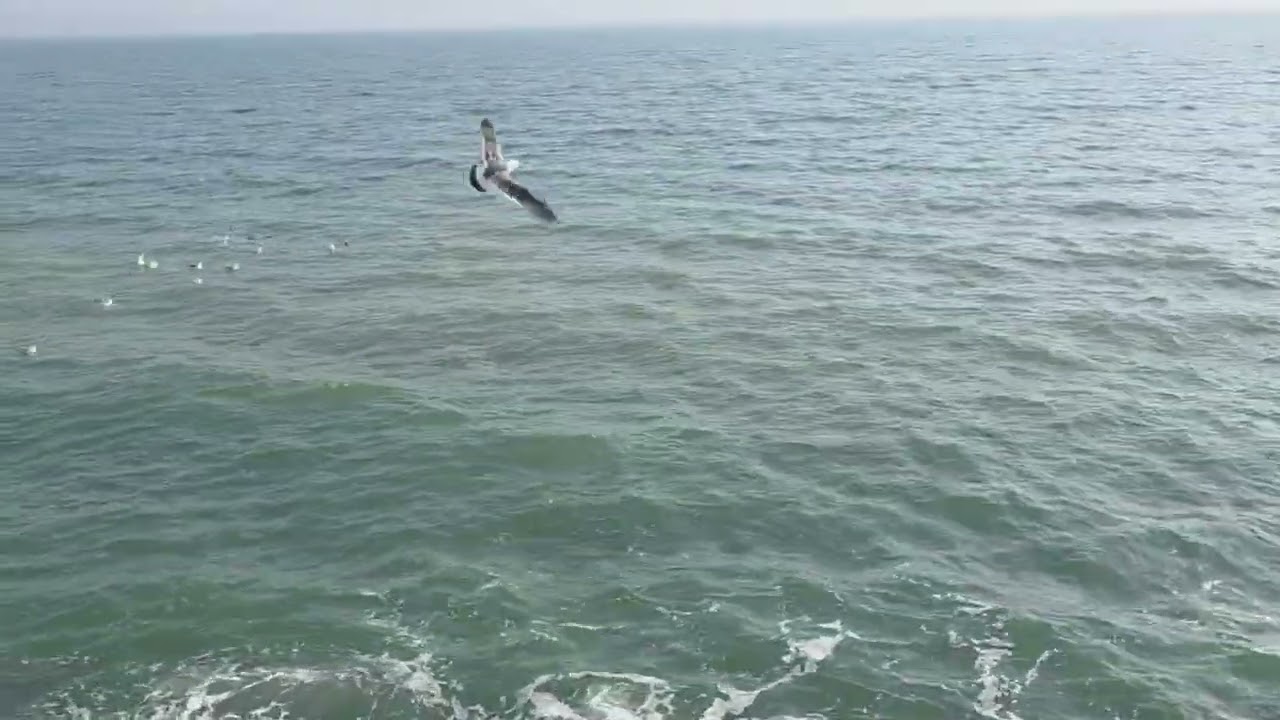#파도 #갈매기 #치유 #간월암에서#Wave #Seagull #Healing #Ganwolam