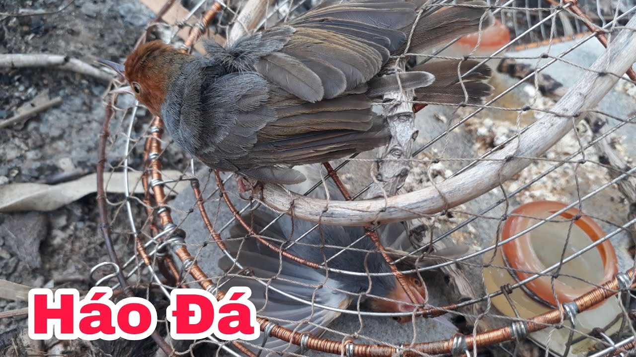 Bây chim sâu đầu đo _ những con chuyền xanh háo đa