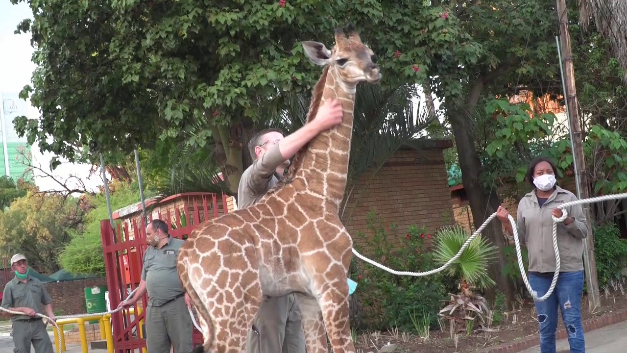 GIRAFFE WALK at the National Zoological Garden