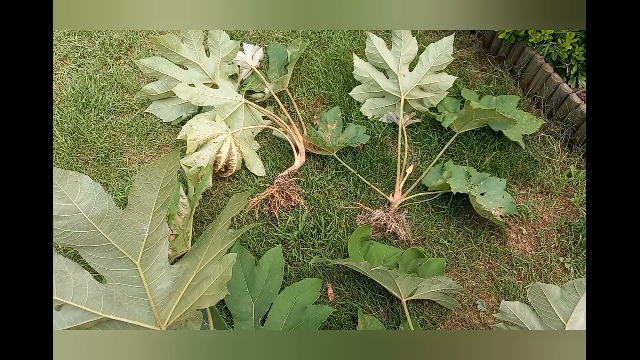Tetrapanax  papyrifera steroidial giant , division par prélèvement des rejets