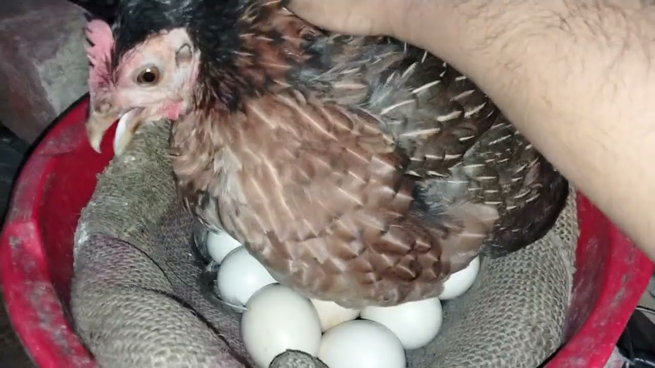 নতুন মুরগি টাকে ১৮ টা দিয়ে কুচে বসায়ছি 🐓🧡🧡🧡