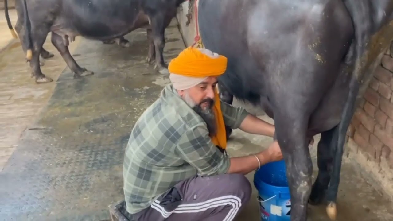 ਅੱਜ ਆਪਾਂ ਨੇ ਆਪਣੇ ਝਾਰਣੇ ਤੇ ਰੰਗ ਕਿਤਾ 