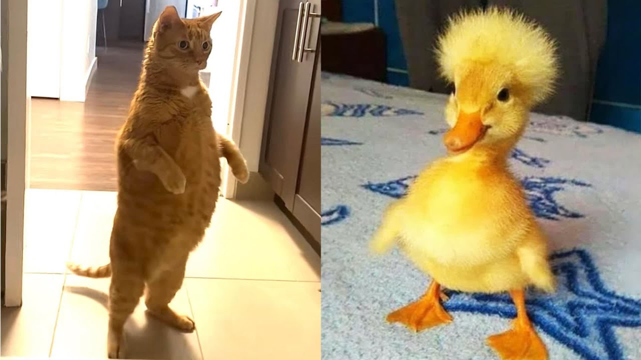 CLASSIC Dog and Cat Videos 😻🐶😹 1 HOURS of FUNNY Clips 🤣
