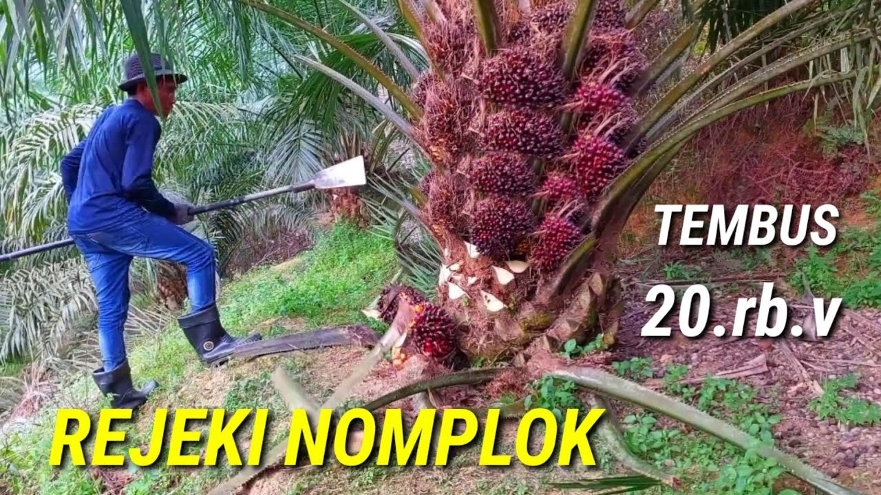 panen sawit serperti ini lah yang dicarik pemanen sawit bertubi tubi sawit unggul yangambi