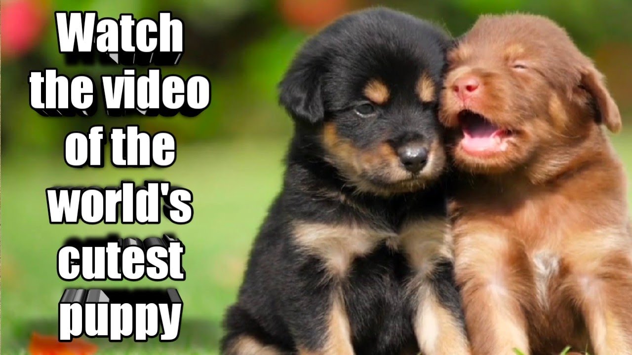 #cutedog #dog #dogs #puppy  #instadog #cute #doglife #doglover #doglover.   |cute||dogs||best video