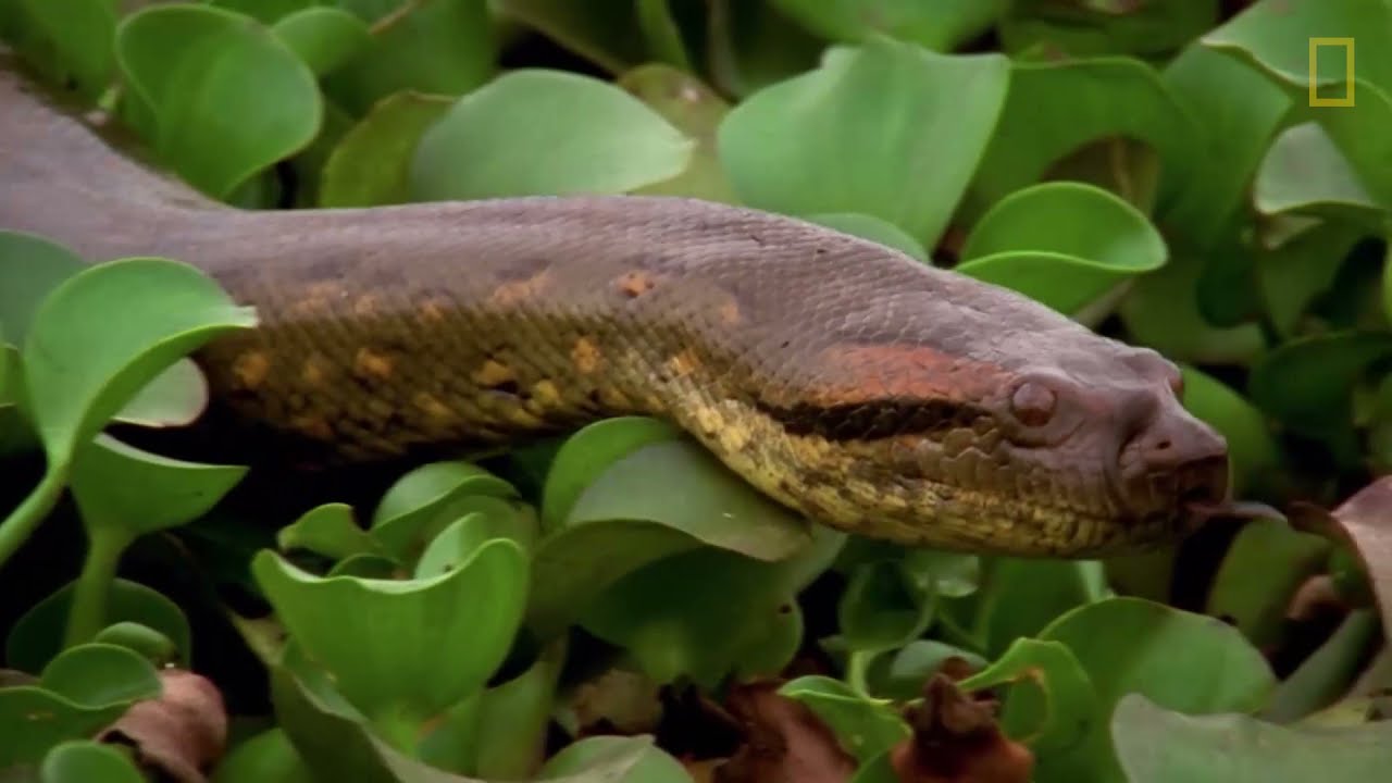 Una anaconda devora a una enorme presa | NATIONAL GEOGRAPHIC ESPA&Ntilde;A