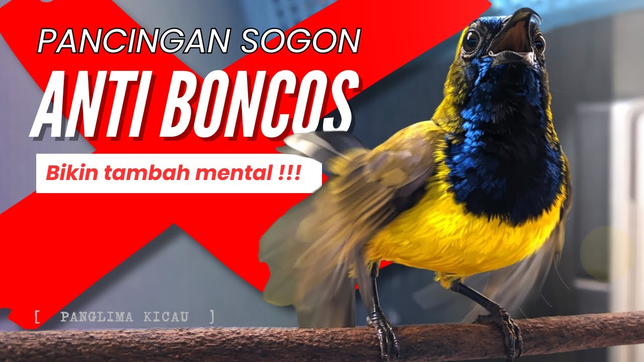 Pancingan Sogon Anti Boncos! Bikin Sogon Tambah Mental & Fighter #pancingansogon #sogongacordor 