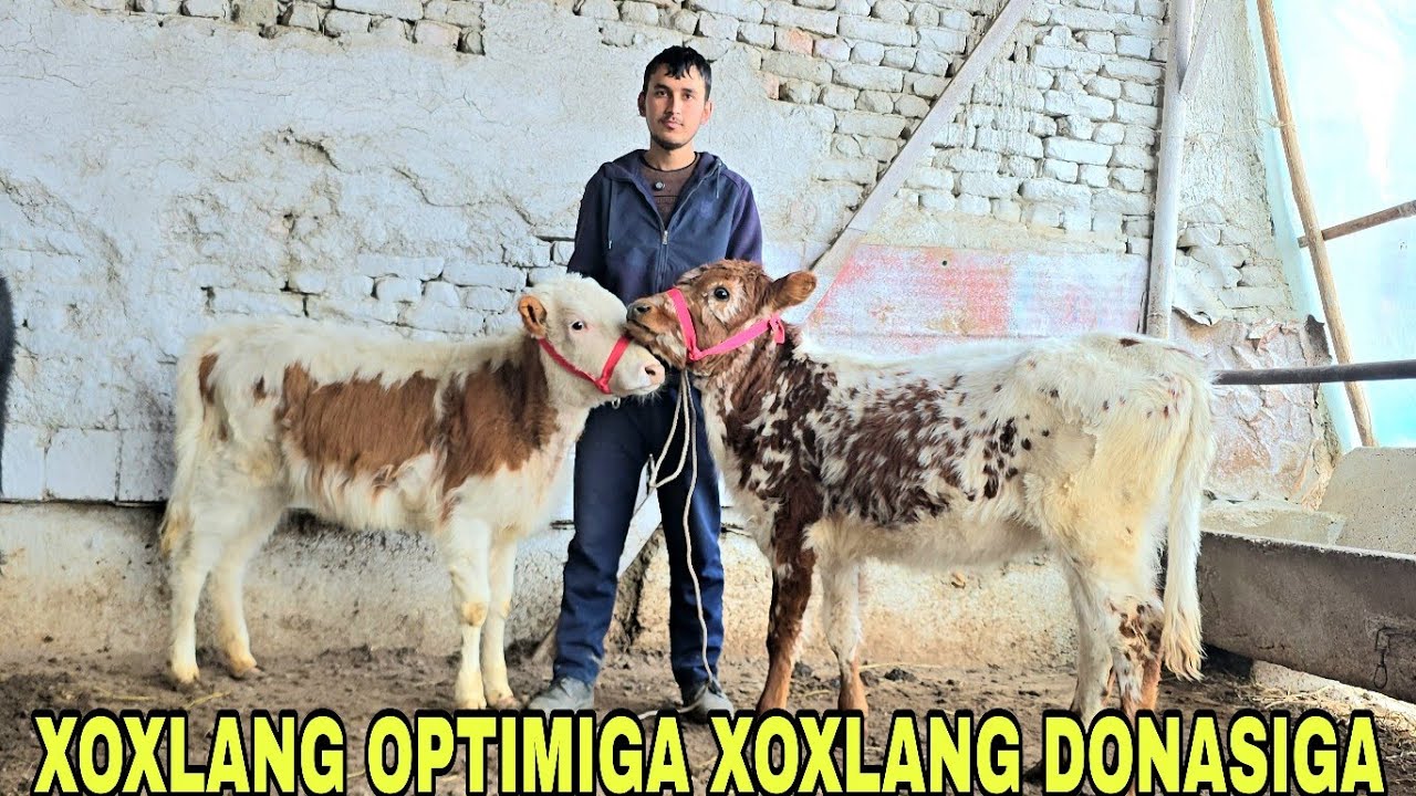  Mironshox ukamizdan yangi partiya 10 bosh  g'unojin va 11 bosh buqachalar 16 марта 2026 г.