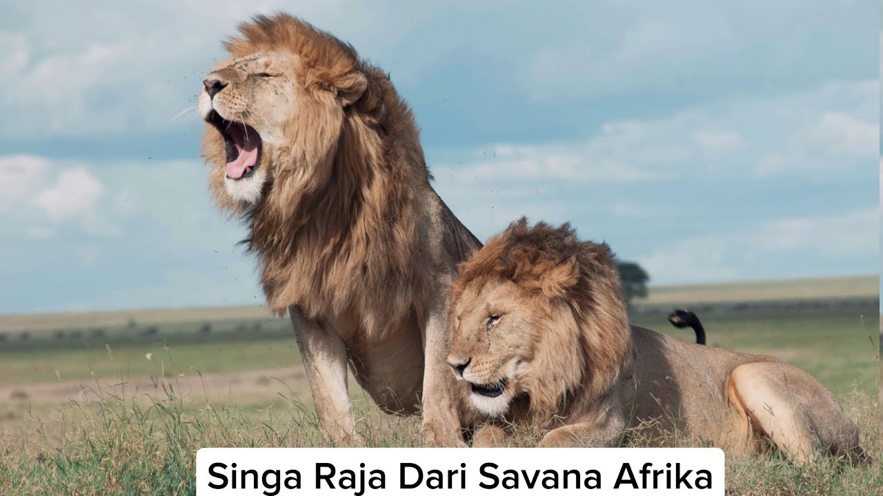 Singa Pemuncak Ratai Makanan Di Savana Afrika