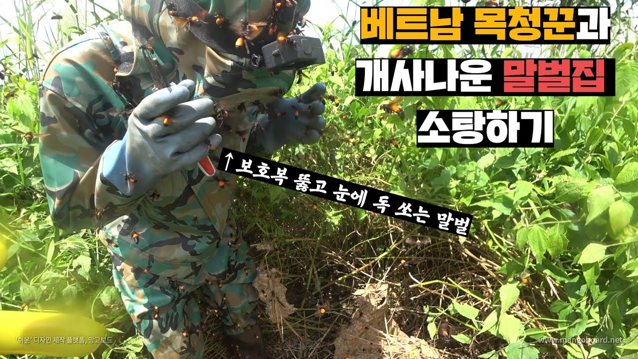 보호복 내부로 독쏘아대는 역대급으로 공격적인 말벌집 수거하기