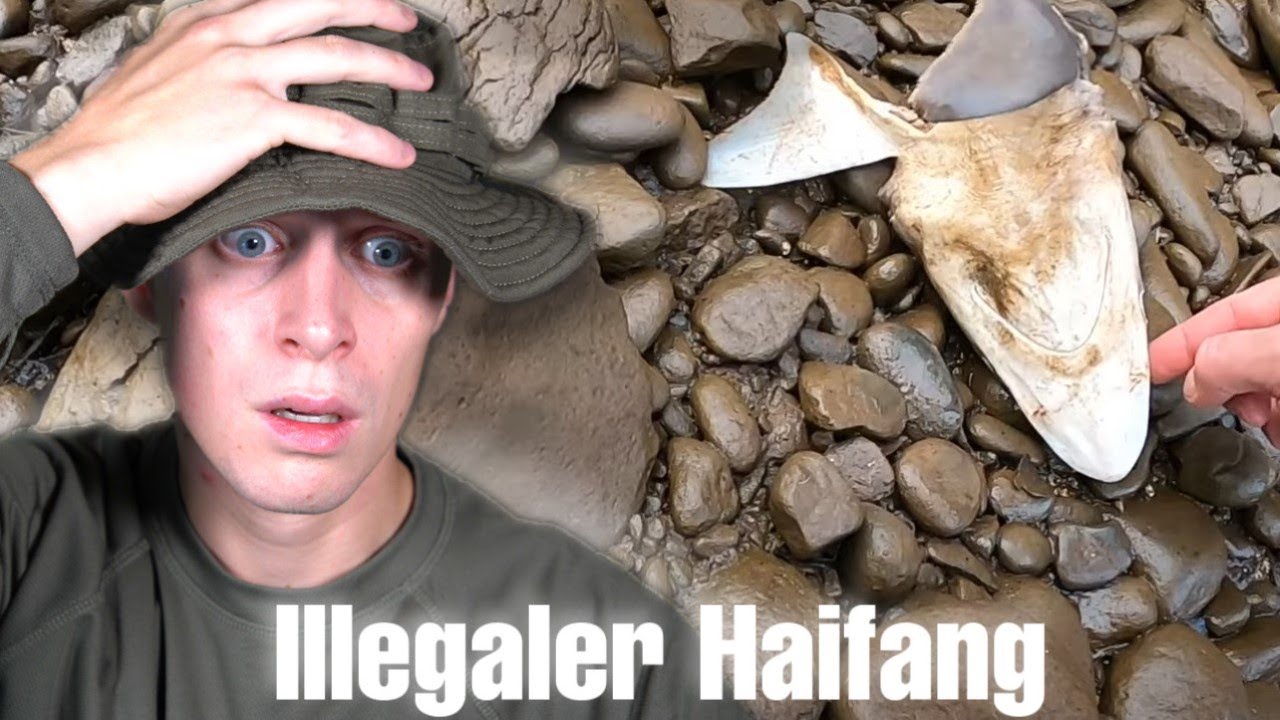 Kolibri, Feuer, Haie - 7vsWild Folge 4 | Joris reagiert