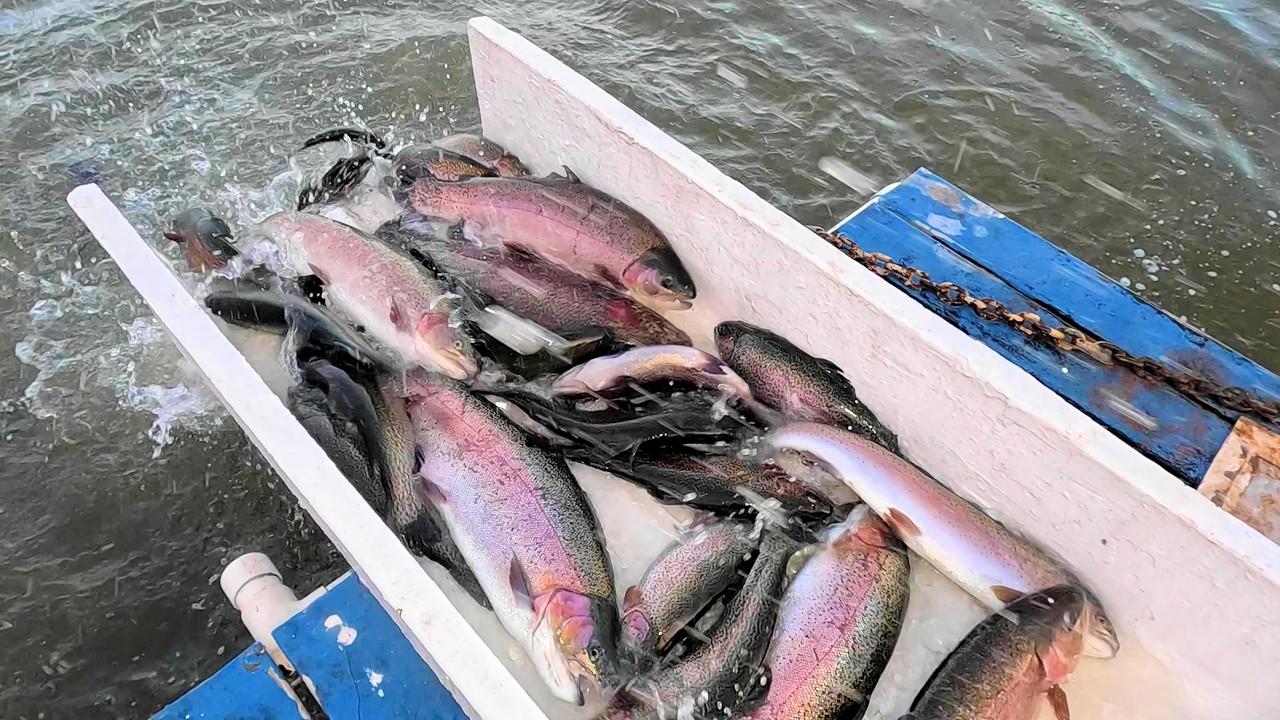 2/5/26 HUGE STOCKING OF SIERRA BOWS & TROPHY TROUT AT SANTA ANA RIVER LAKES