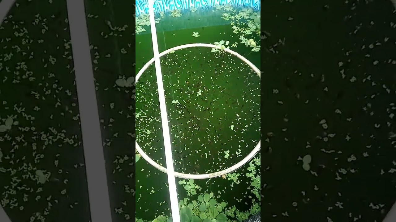 Quantos girinos de rã touro eu tenho hoje?