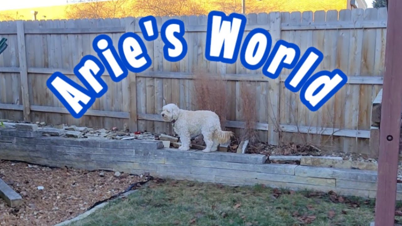 Arie's World is live! Happy Hump Day Hang out with Arie Bear 🧸