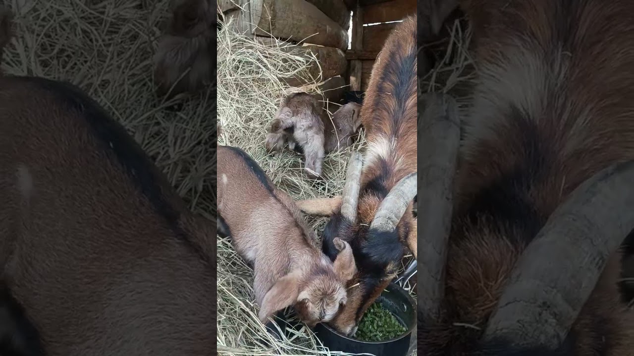 Almira and her twin babygoats enjoy a fine evening at the Escambia Lakes Goat Refuge on 2026-02-08