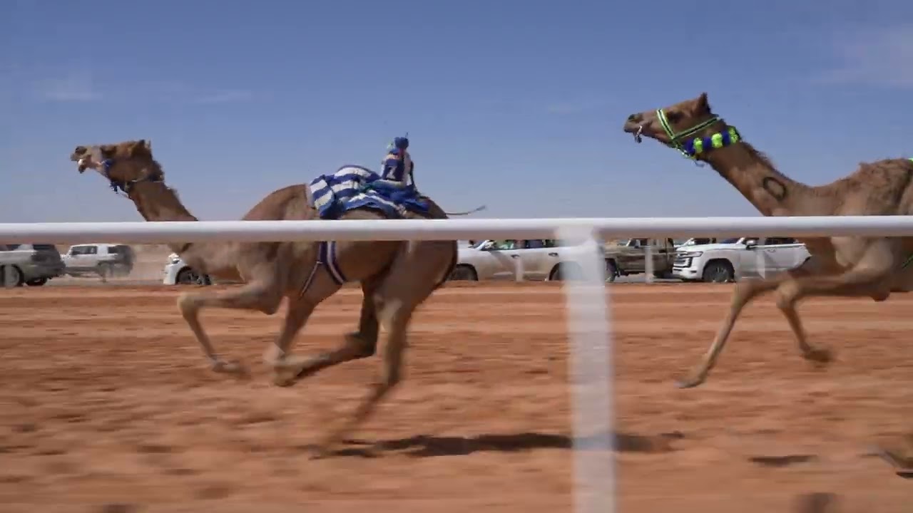 - سباق المفاريد الرابع - 1500 - الشوط الأول بكار / معزة : ضيف الله علي البريكي