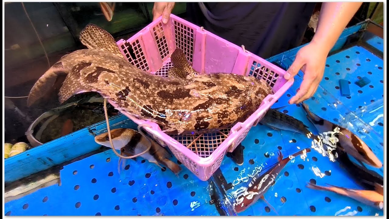 野生游水黃皮老虎斑 罕有黃金老虎躉 油麻地街市海鮮 Golden Tiger Grouper Hong Kong Seafood 打邊爐一流 生猛海魚 種類多 東星斑  好抵食啊 香港海鮮 雄記海鮮