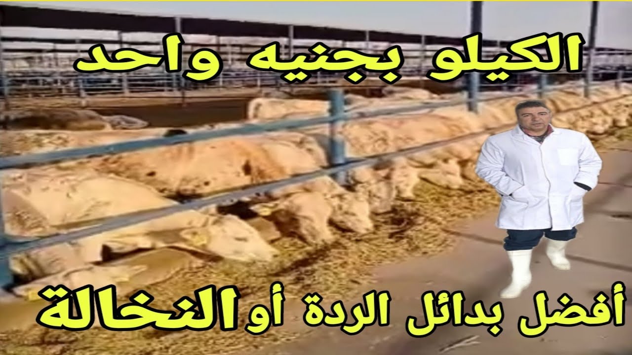مع د/السيد الطوخي.وخلطات اعلاف العجول والأبقار بدون ردة أو نخالة.ماهو افضل وارخص بدائل الردة(النخالة