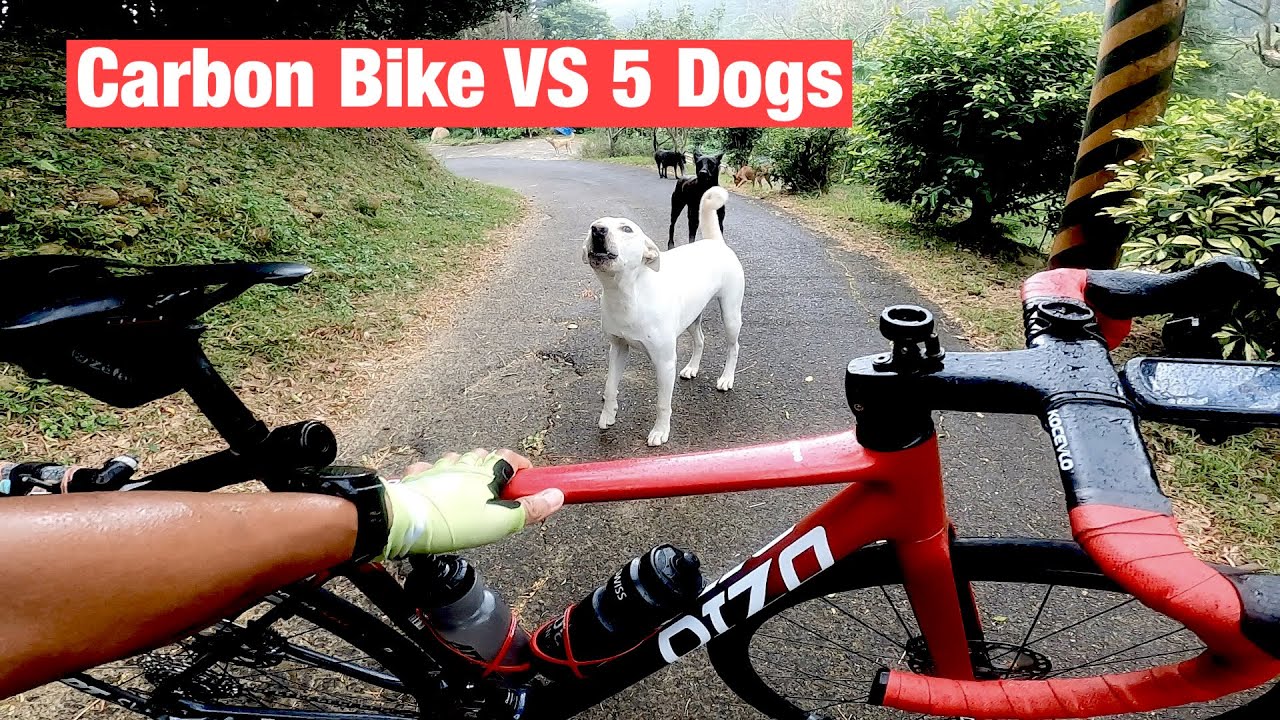 CARBON Bike VS 5 DOGS !