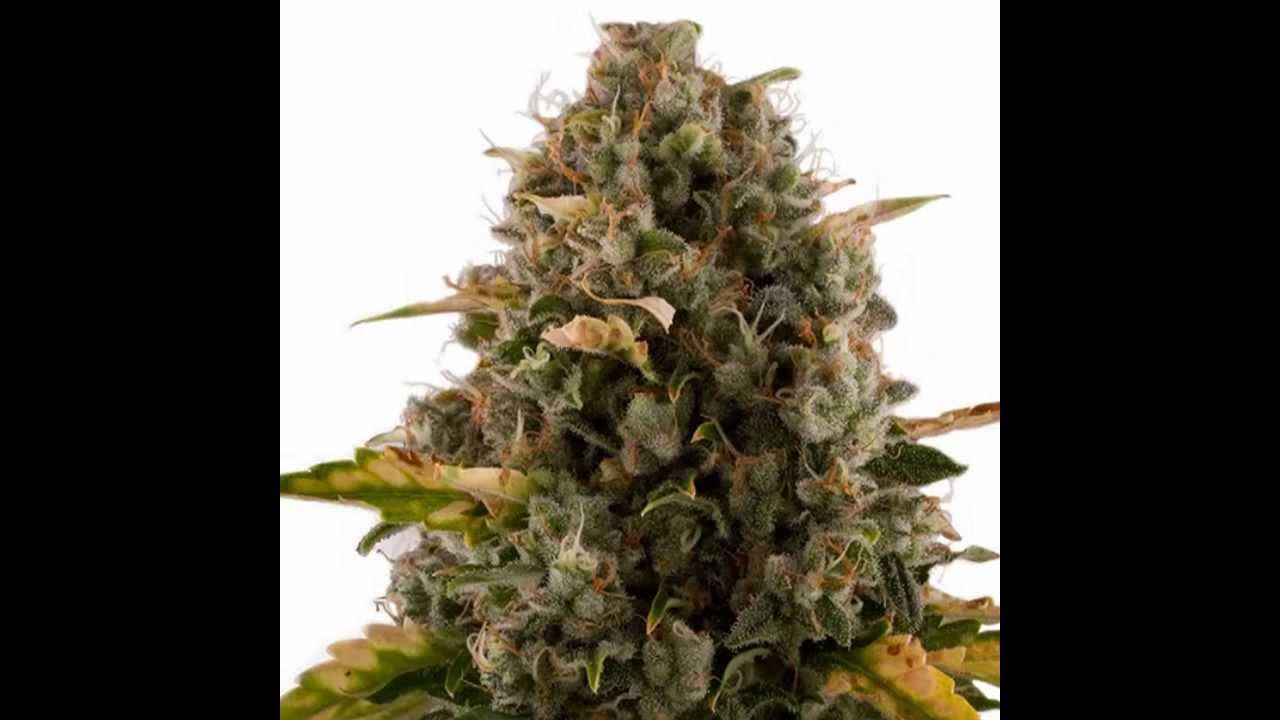 ROYAL MOBY / Cannabis Marijuana Weed Kush