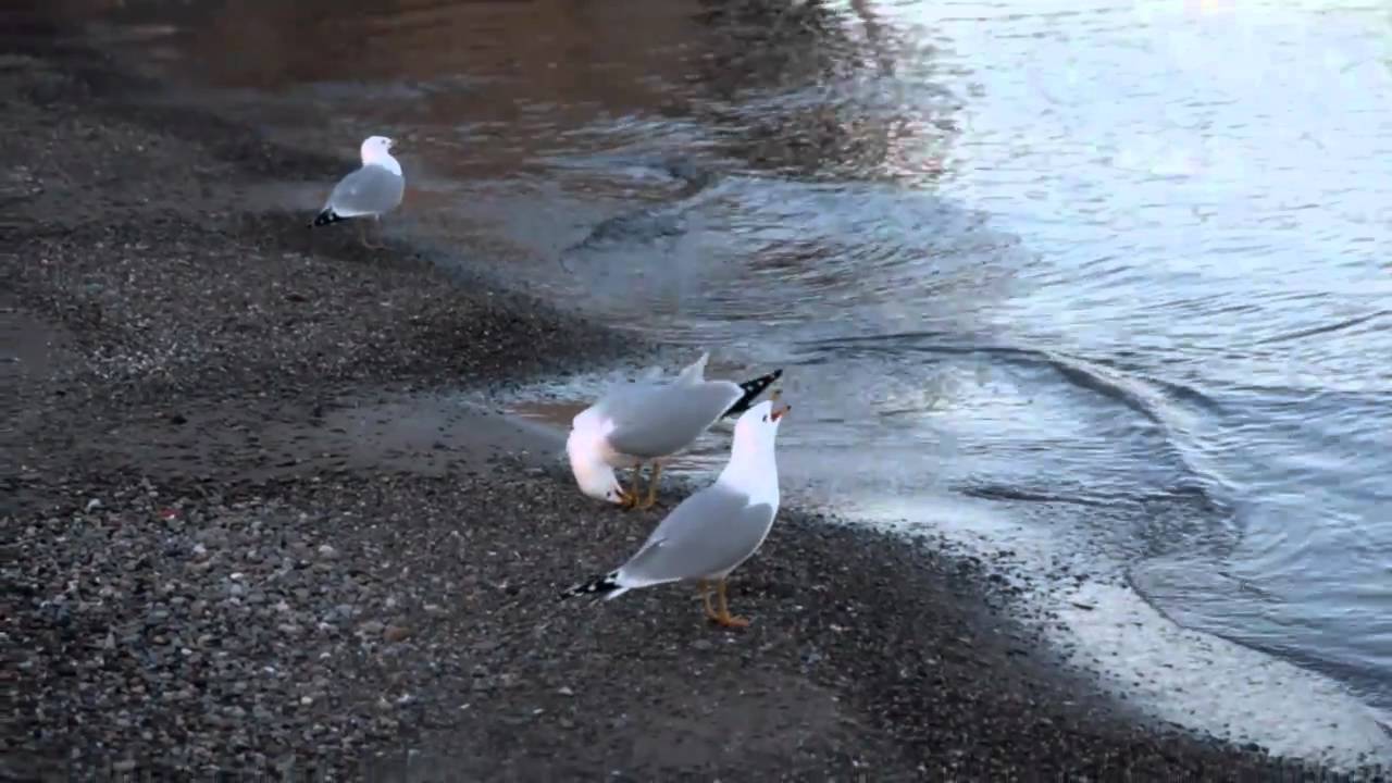 annoying seagulls on the lakeshore