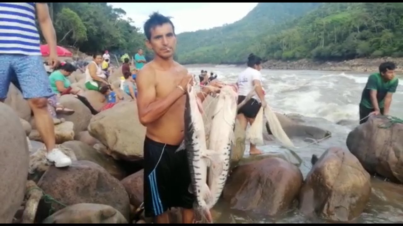 Pescadores del chumía esperan para agosto doncellas y motas gigantes