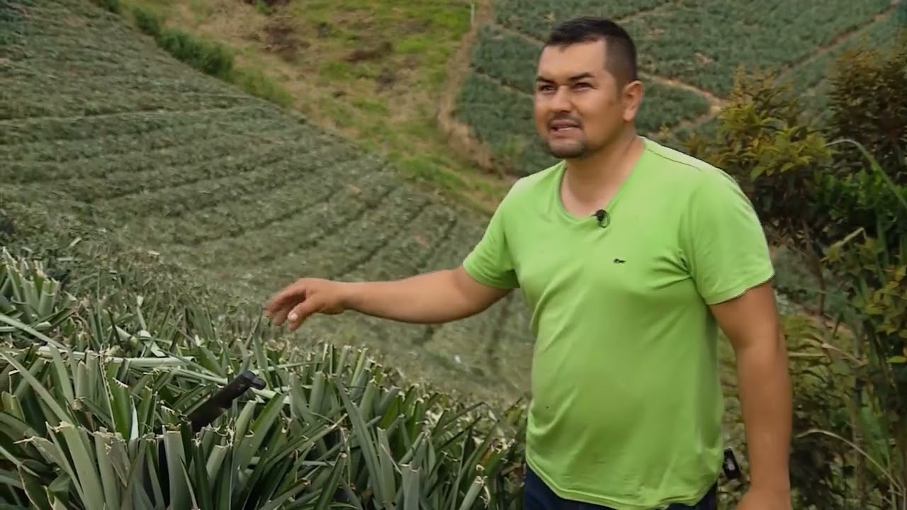 Siembra, poda y fertilización de la piña - La Finca de Hoy