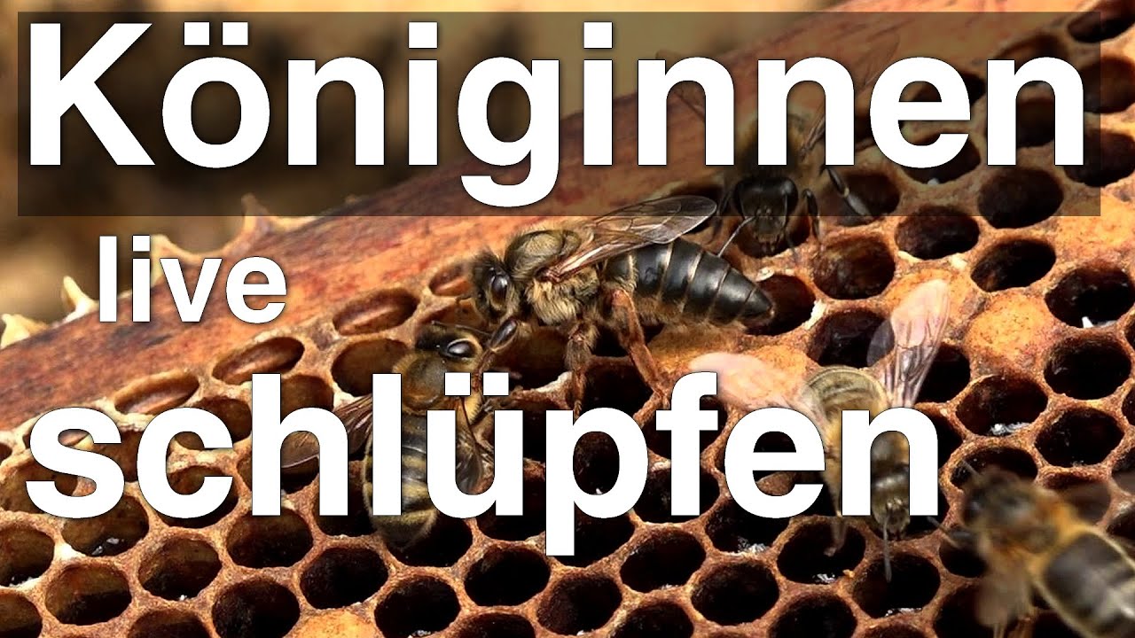Königinnen schlüpfen vor Kamera - Königin ernten ;) - Dunkle Biene