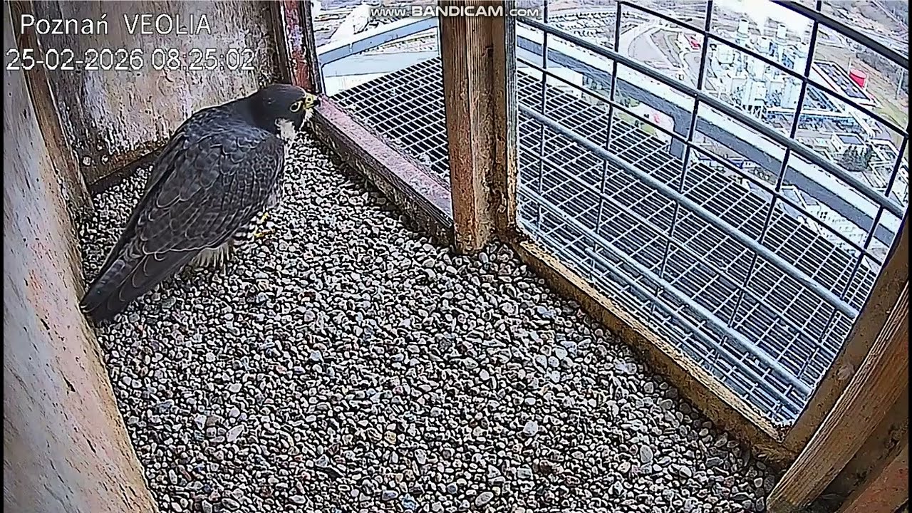 VEOLIA Poznań PL- Barefoot, new Female arrived with invitation to nest, hole, threshold-202602250822