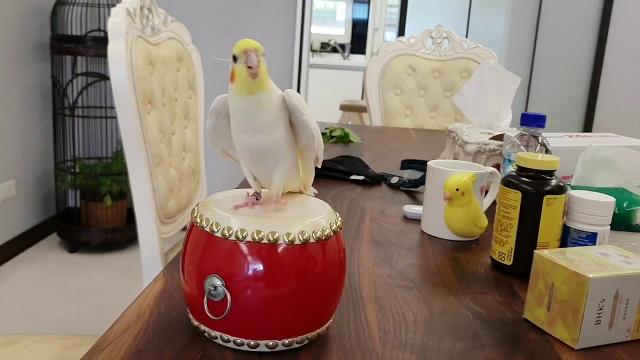 Cockatiel is most happy while drumming | CONTENTbible #Shorts