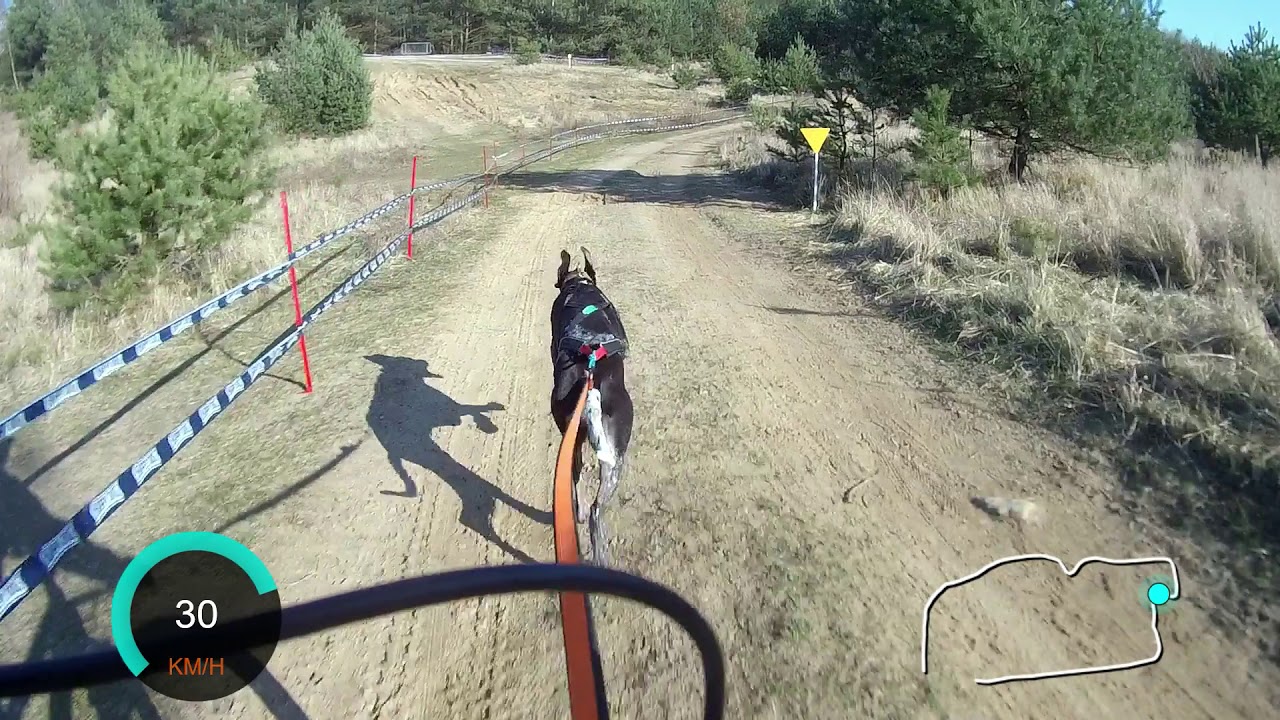 Holka - 9,5 months Greyster/ESD - bikejoring training 2,3 km