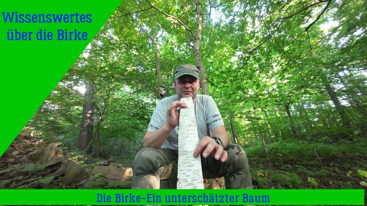 Die Birke - Der unterschätzte Baum