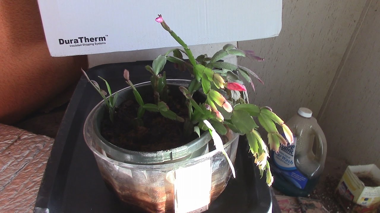Mom's Christmas Cactus #AZVlogger #LifeInAZ