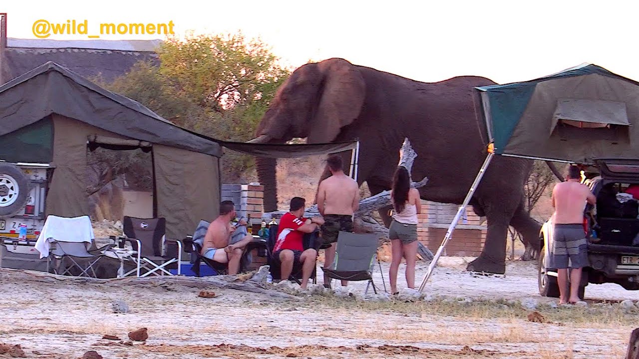 Giant elephant swagger in camp. Massive bull.